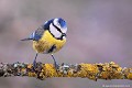 <br><br>Nom anglais de la Mésange bleue : Blue Tit
<br>La Mésange bleue se trouve sur la Liste rouge des oiseaux nicheurs de France <br><br>Depuis 2008, elle est inscrite (<font color="#33FF33">LC</font color="#33FF33">) sur la<a target="_blank" href="http://inpn.mnhn.fr/espece/listerouge/FR/Oiseaux_nicheurs_metropole"><font color="red"> Liste Rouge</font> des oiseaux nicheurs de France métropolitaine</a target="_blank" href="http://inpn.mnhn.fr/espece/listerouge/FR/Oiseaux_nicheurs_metropole"> et 
 sur la<a target="_blank" href="http://inpn.mnhn.fr/espece/listerouge/W"> <font color="red">Liste Rouge</font> mondiale de l'UICN </a target="_blank" href="http://inpn.mnhn.fr/espece/listerouge/W">(Union Internationale pour la Conservation de la Nature) revue en 2011.
<br><br>La mésange bleue est protégée de portée :
<br><li><b>Internationale</b> :<a target="_blank" href="http://conventions.coe.int/Treaty/fr/Treaties/Html/104.htm"> <u>Convention de Berne : Annexe II</u></a target="_blank" href="http://conventions.coe.int/Treaty/fr/Treaties/Html/104.htm"> 
<br><li><b>Internationale</b> : <a target="_blank" href="http://legifrance.gouv.fr/affichTexte.do?cidTexte=JORFTEXT000021384277"><u>Oiseaux protégés - Article 3</u></a target="_blank" href="http://legifrance.gouv.fr/affichTexte.do?cidTexte=JORFTEXT000021384277">
<br><br>Photo réalisée en France, dans l'Allier (Auvergne)
<br><br> Mésange bleue
Parus caeruleus
Blue Tit
oiseau
Liste rouge
nicheur
menacée
protégée
branche
Auvergne
Allier 